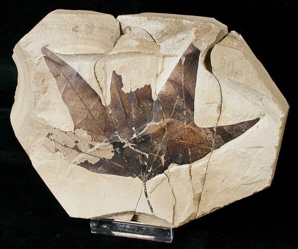 Bargain Fossil Sycamore Leaf - Green River Formation #16933